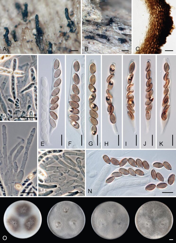 Ceratostomella crypta. Jeden z&nbsp;nově popsaných druhů