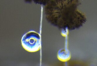 Foto: Aspergillus