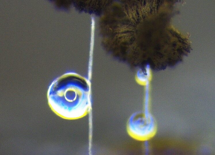 Foto: Aspergillus